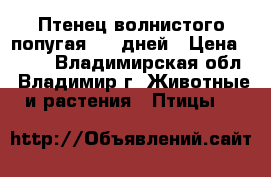 Птенец волнистого попугая, 35 дней › Цена ­ 800 - Владимирская обл., Владимир г. Животные и растения » Птицы   